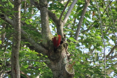 Chrysophlegma miniaceum