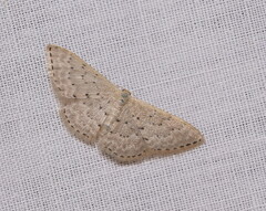 Idaea philocosma