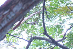 Phylloscopus borealis