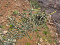 Asparagus horridus image