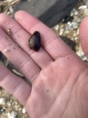 Monetaria caputophidii