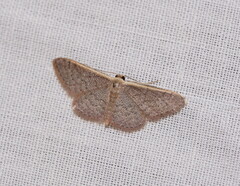 Idaea costaria