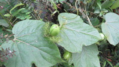 Passiflora vesicaria