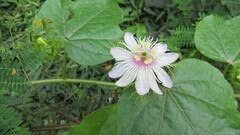 Passiflora vesicaria