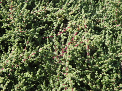 Caroxylon tetrandrum