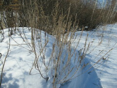 Erysimum hieraciifolium