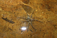 Dolomedes