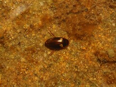 Dytiscidae