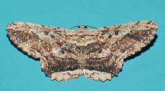 Ruttellerona pseudocessaria