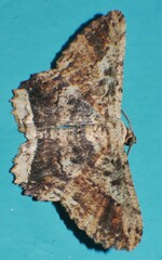 Ruttellerona pseudocessaria