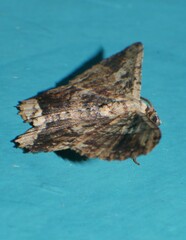 Ruttellerona pseudocessaria