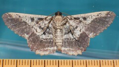 Ruttellerona pseudocessaria