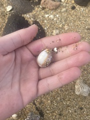 Monetaria caputophidii