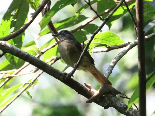 Plain Greenbul (Eurillas curvirostris)