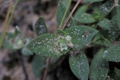 Richardia humistrata