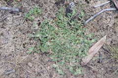 Richardia humistrata