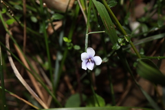 Viola silicestris