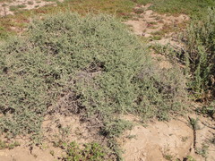 Caroxylon tetrandrum