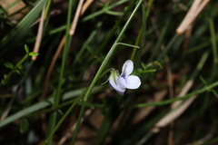 Viola silicestris