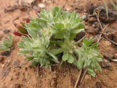 Filago pyramidata