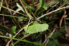 Viola silicestris