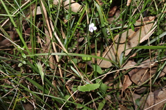 Viola silicestris