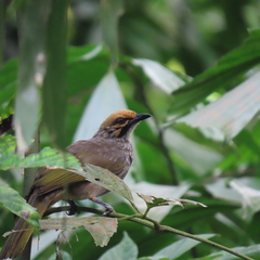 Pycnonotus zeylanicus