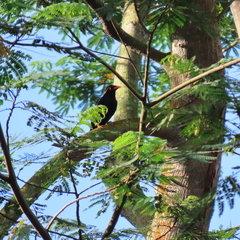 Gracula religiosa