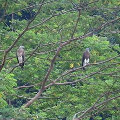 Haliaeetus ichthyaetus