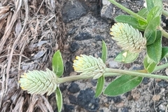 Gomphrena celosioides