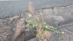 Gomphrena celosioides
