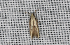 Opogona stenocraspeda