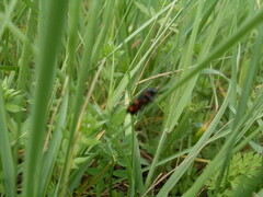 Cercopis intermedia