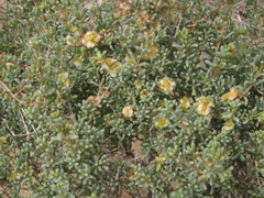 Salsola divaricata