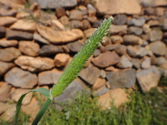 Phalaris minor