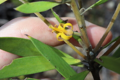 Persoonia lanceolata