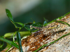 Liturgusella malagassa