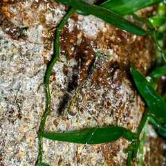 Liturgusella malagassa