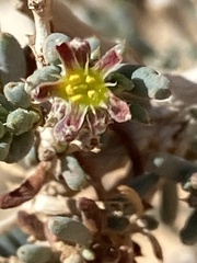 Gymnocarpos decander