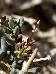 Gymnocarpos decander