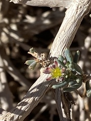 Gymnocarpos decander
