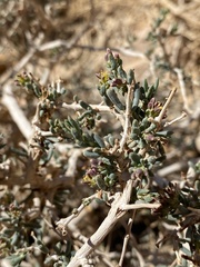 Gymnocarpos decander