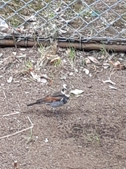 Turdus eunomus