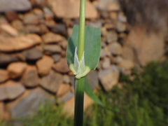 Phalaris minor