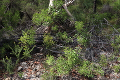 Persoonia lanceolata