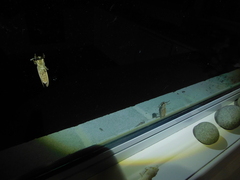 Abantiades latipennis