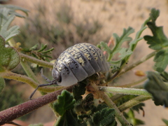 Porcellio spinipes