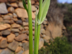Phalaris minor