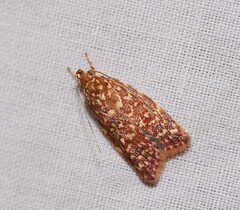 Syringoseca rhodoxantha