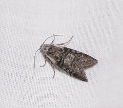 Heteromicta pachytera